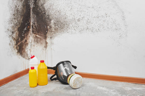Best Health and Safety Mold Remediation in Flatonia, TX