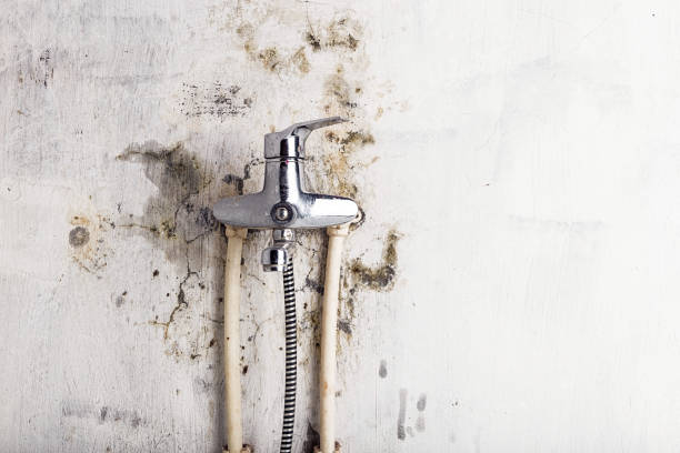 Best White Mold Remediation in Flatonia, TX
