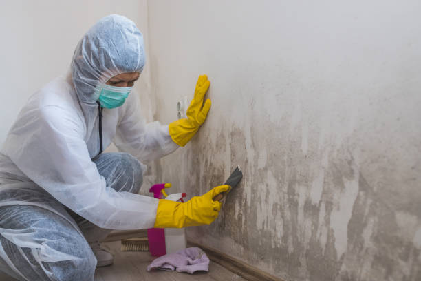 Best Commercial Mold Remediation in Flatonia, TX