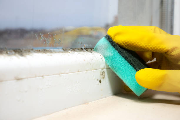 Best Residential Mold Remediation in Flatonia, TX