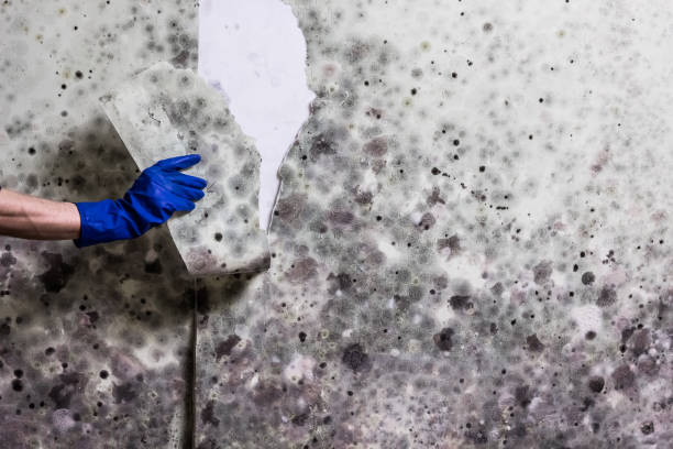Professional Mold Remediation in Flatonia, TX